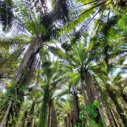 Piedras Blancas National Park - Dominical
