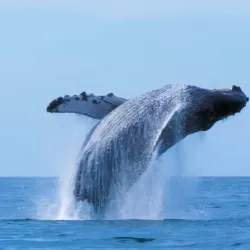 Uvita Whale Tail Beach - Dominical