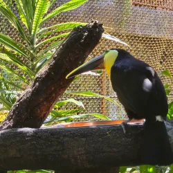 La Paz Waterfall Gardens (nearby) - Escazu