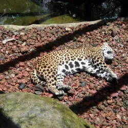 La Paz Waterfall Gardens (nearby) - Escazu