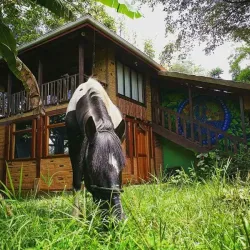 Finca La Flor - Esparza