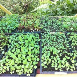 Finca La Flor - Esparza