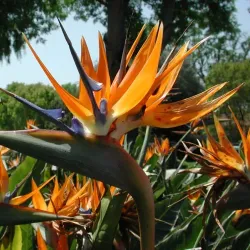 Finca La Flor - Esparza