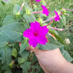 Centro Cultural Costarricense Norteamericano - Guadalupe