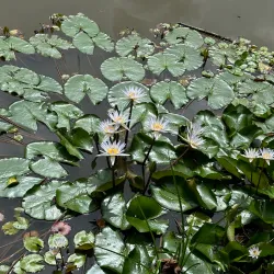 Jardín Botánico Lankester - Guadalupe