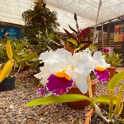 Jardín Botánico Lankester - Guadalupe