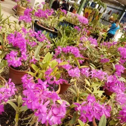 Jardín Botánico Lankester - Guadalupe