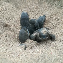 Las Baulas National Marine Park - Guanacaste