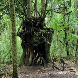 Barva Volcano National Park - Heredia