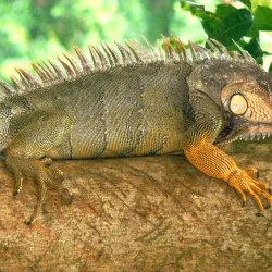 INBioparque (Instituto Nacional de Biodiversidad) - Heredia