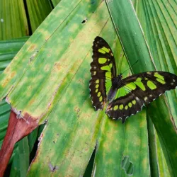 INBioparque (Instituto Nacional de Biodiversidad) - Heredia