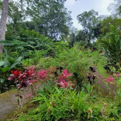 Pura Vida Gardens and Waterfalls - Jaco Beach