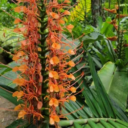 Pura Vida Gardens and Waterfalls - Jaco Beach