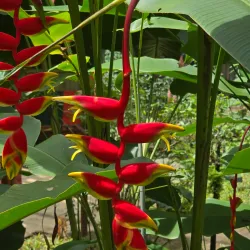 Rainforest Adventures Costa Rica Pacific Park - Jaco Beach