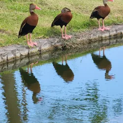 Vista Los Sueños Golf Course - Jaco Beach