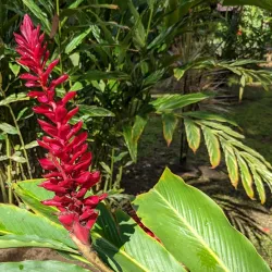 Barra del Colorado Wildlife Refuge - Limon