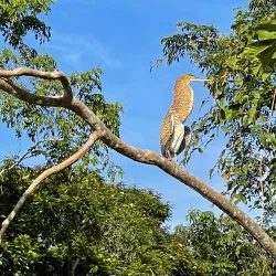 Barra del Colorado Wildlife Refuge - Limon