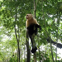 Cahuita National Park - Limon