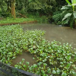 Guapiles Waterfall - Limon