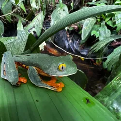 Veragua Rainforest Park - Limon