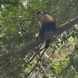 Damas Island Mangrove Tour - Manuel Antonio