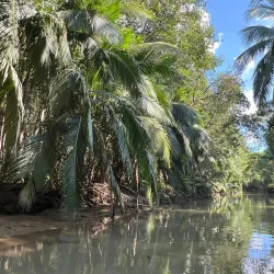 Damas Island Mangrove Tour - Manuel Antonio