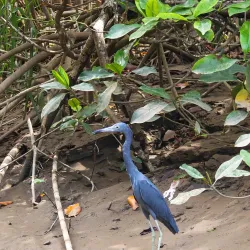 Damas Island Mangrove Tour - Manuel Antonio