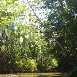Damas Island Mangrove Tour - Manuel Antonio