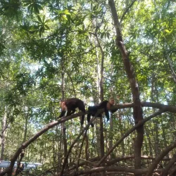 Damas Island Mangrove Tour - Manuel Antonio