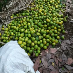 La Selvita - Manuel Antonio