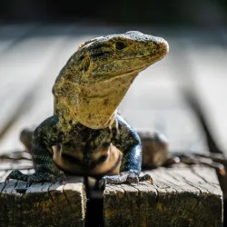 Manuel Antonio National Park - Manuel Antonio