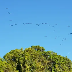 Playa Biesanz - Manuel Antonio