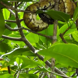 Playa Biesanz - Manuel Antonio