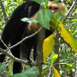 Playa Biesanz - Manuel Antonio