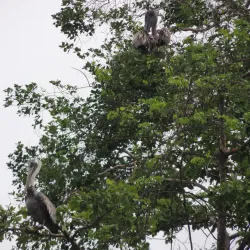 Playa Biesanz - Manuel Antonio