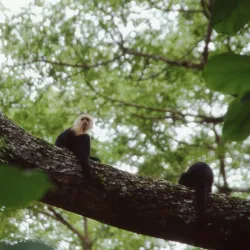 Playa Espadilla - Manuel Antonio