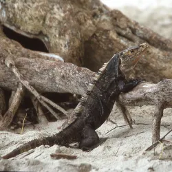 Playa Espadilla - Manuel Antonio