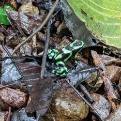 Rainmaker Conservation Project - Manuel Antonio