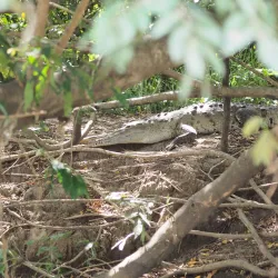 Tempisque River - Nicoya