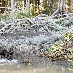 Tempisque River - Nicoya