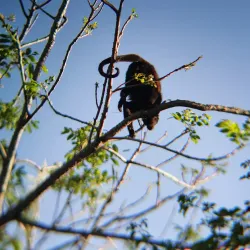 Nosara Biological Reserve - Nosara