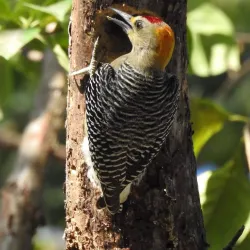 Nosara Biological Reserve - Nosara