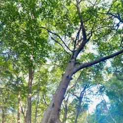 Nosara Biological Reserve - Nosara