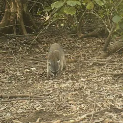 Nosara Biological Reserve - Nosara
