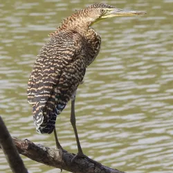 Nosara Biological Reserve - Nosara