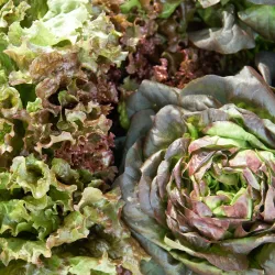 Nosara Farmers Market - Nosara