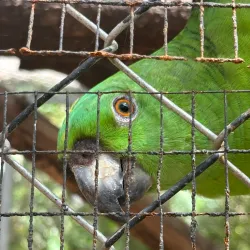 Nosara Wildlife Sanctuary - Nosara