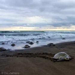 Ostional Wildlife Refuge - Nosara