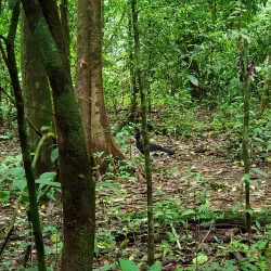 Corcovado National Park (nearby) - Ojochal