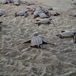 Pacuare Nature Preserve - Ojochal